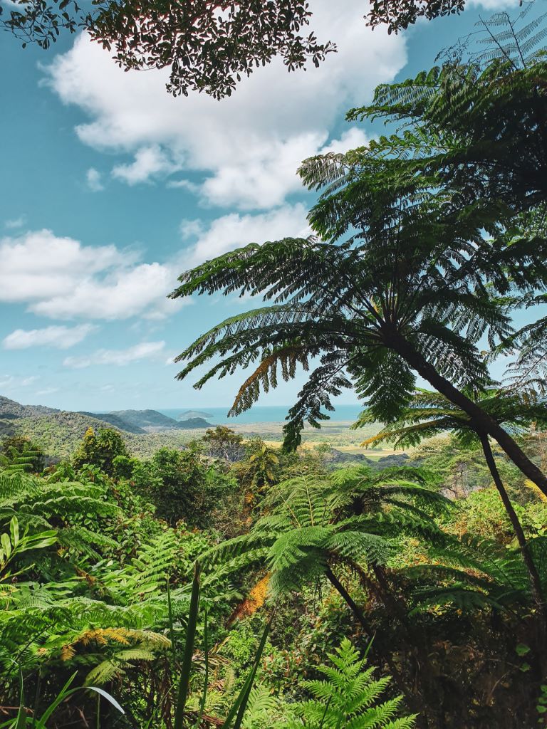 Sunshine Coast forest